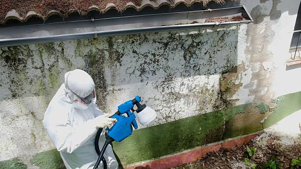 Mold Remediation service in McBain, McBain, MI